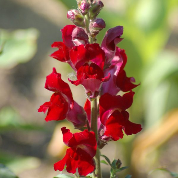 Rocket Red Snapdragon Seed