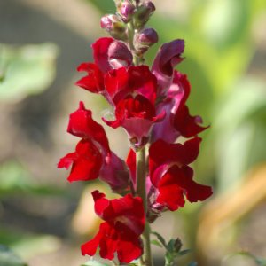 Rocket Red Snapdragon Seed