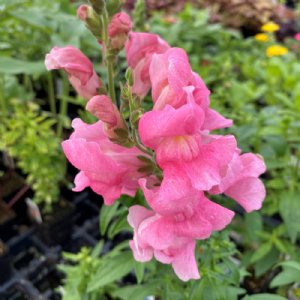 Rocket Rose Shades Snapdragon Seed