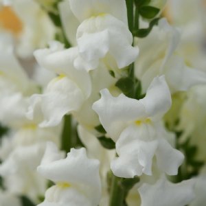 Rocket White Snapdragon Seed