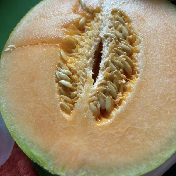 Rocky Ford Cantaloupe Seeds