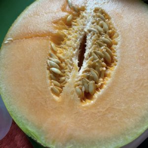 Rocky Ford Cantaloupe Seeds