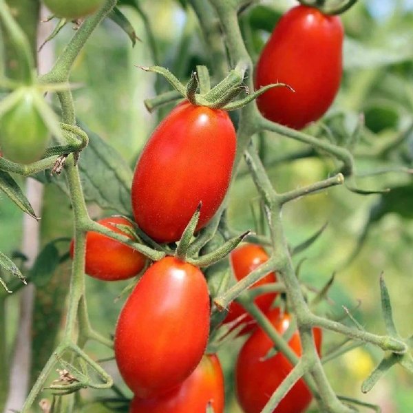 Roma VF Tomato Seeds