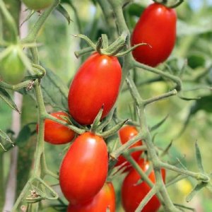 Roma VF Tomato Seeds