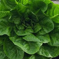 Romaine Lettuce Seeds