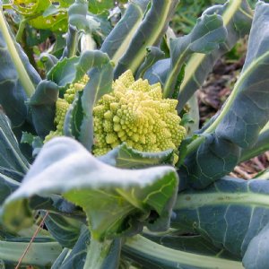 Romanesco Broccoli Seed