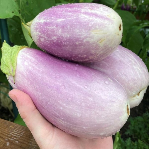 Rosalina Eggplant Seed