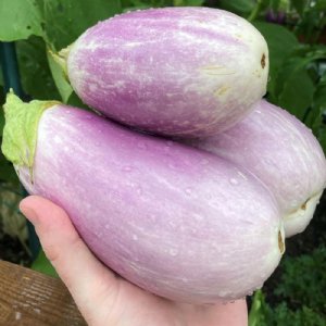 Rosalina Eggplant Seed