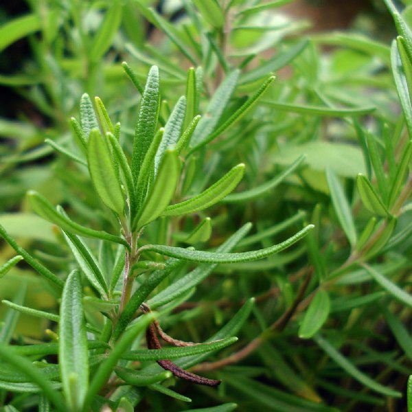 Rosemary Seed