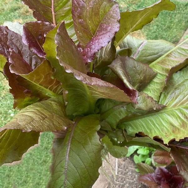 Rouge de Hiver Lettuce Seed