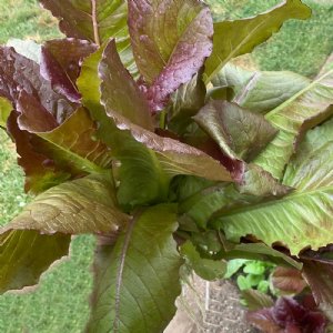 Rouge de Hiver Lettuce Seed