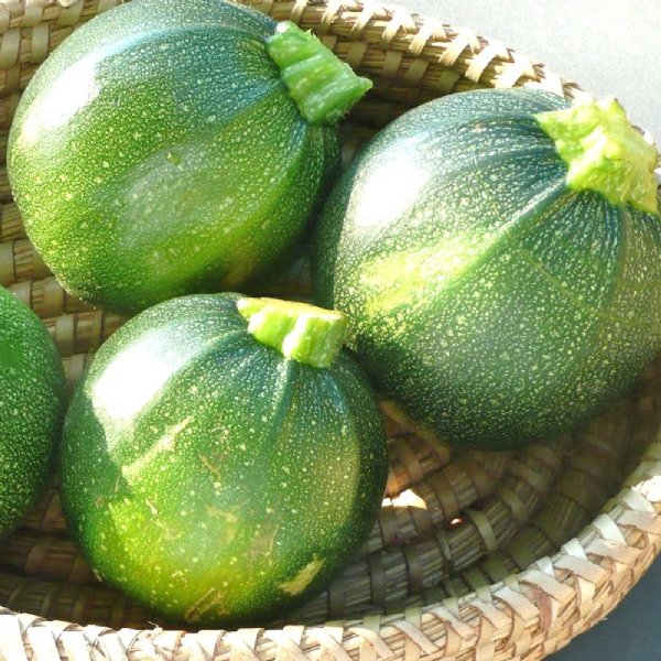 Round Zucchini Squash Seed