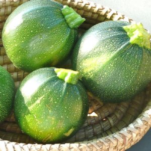 Round Zucchini Squash Seed