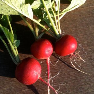 Rover Radish Seed