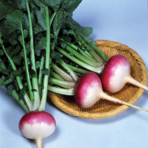 Royal Crown Turnip Seed