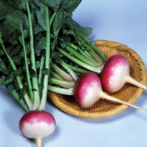 Royal Crown Turnip Seed