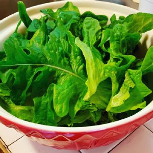 Royal Oakleaf Lettuce Seed