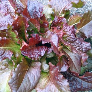 Rubin Lettuce Seed