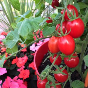 Ruby Crush Tomato Seeds