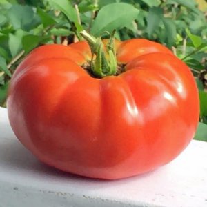 Rutgers VF Tomato Seeds