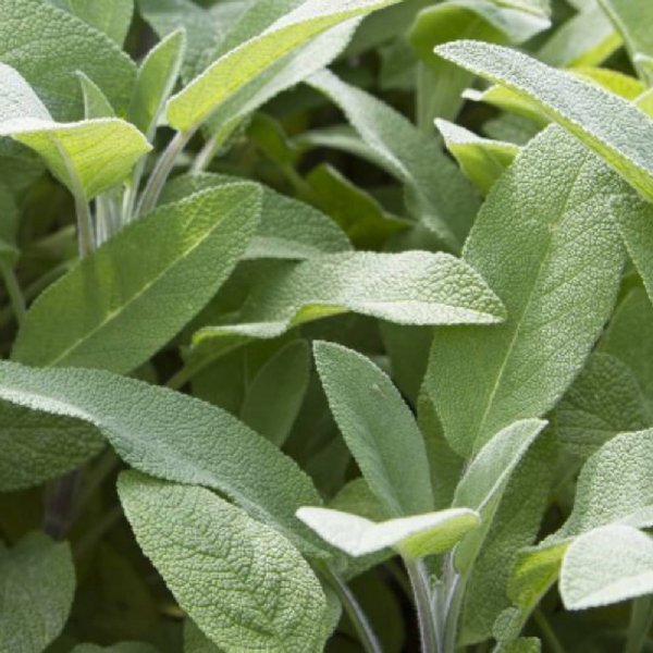 Sage Broadleaf Seed