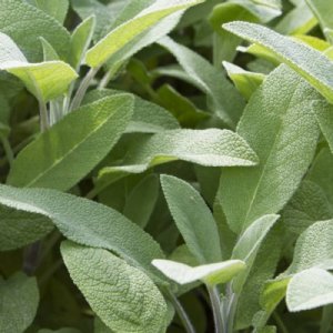 Sage Broadleaf Seed