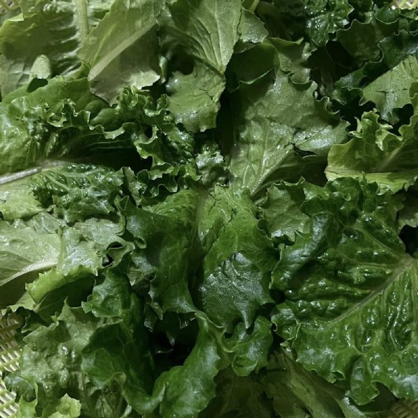 Salad Bowl - Green Lettuce Seed