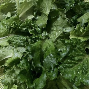 Salad Bowl - Green Lettuce Seed