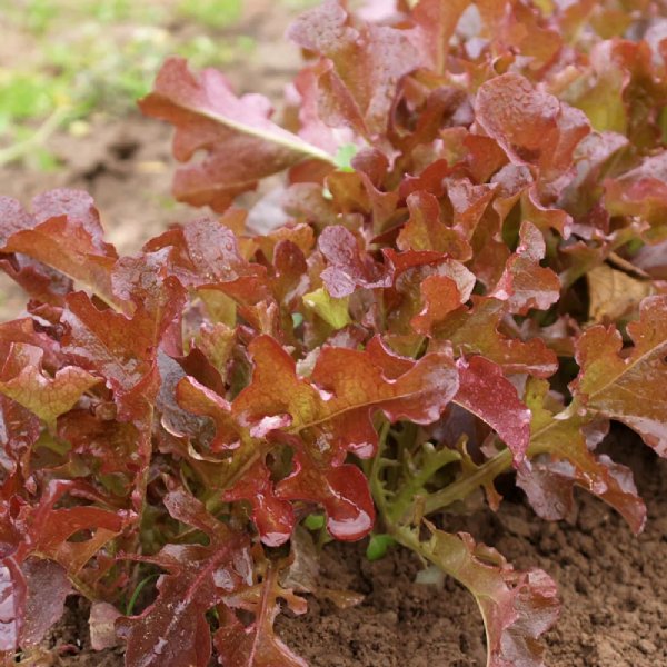 Salad Bowl - Outrageous Red Lettuce Seed