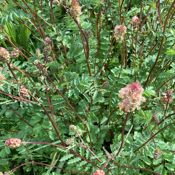 Salad Burnet Seed