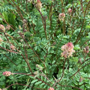 Salad Burnet Seed