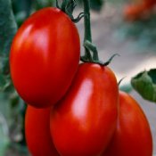 Saldette Tomato Seeds