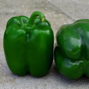 Samurai S10 Pepper Seed