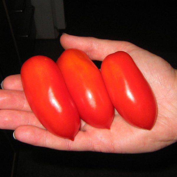 San Marzano (Indeterminate) Tomato Seeds