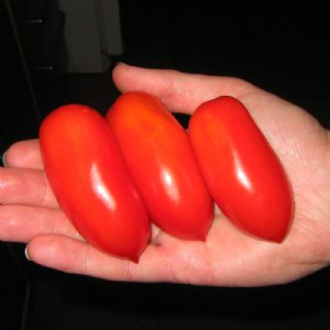 San Marzano (Determinate) Tomato Seeds