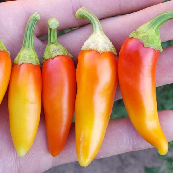 Santa Fe Grande Pepper Seed