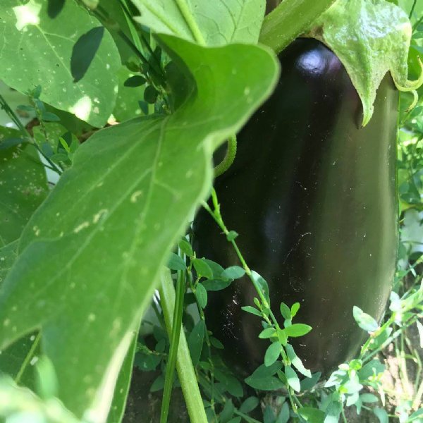 Santana Eggplant Seed