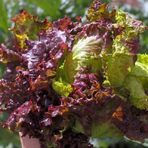 Saratoga Lettuce Seed