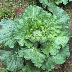 Savoy King Cabbage Seed