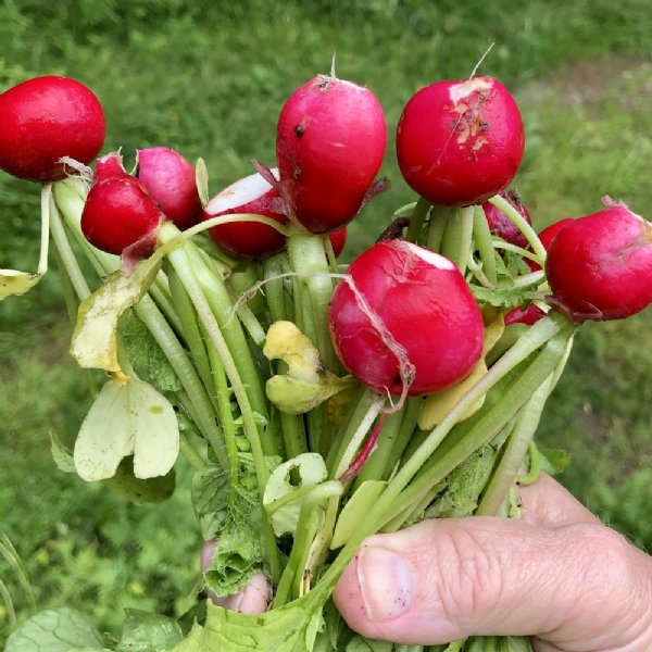 Scarlet Globe Radish Seed