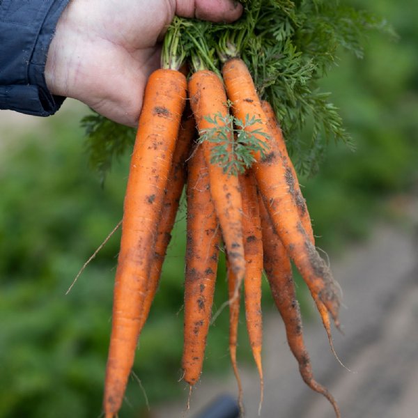 Scarlet Nantes Carrot Seed