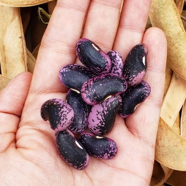 Scarlet Runner Bean Seed