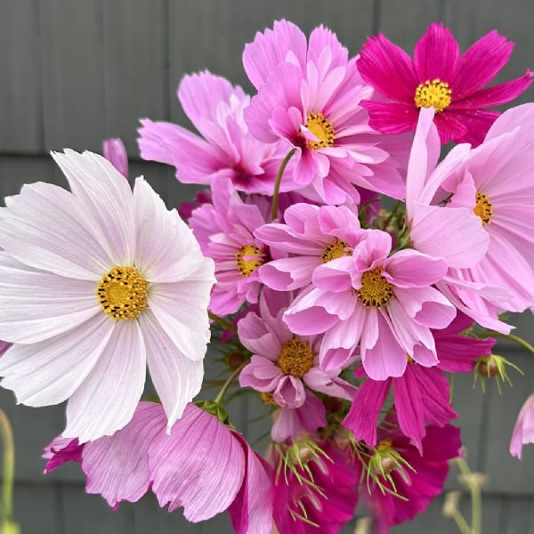 Seashell Mix Cosmos Seed