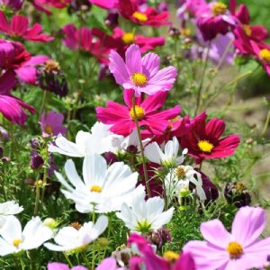 Sensation Mix Cosmos Seed