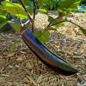 Shikou Eggplant Seed