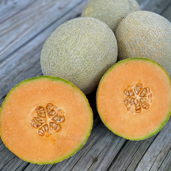 Shock Wave Cantaloupe Seeds