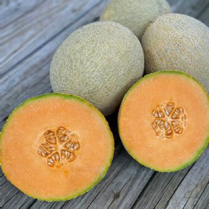 Shock Wave Cantaloupe Seeds