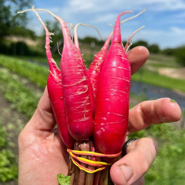 Shunkyo Semi-Long Radish Seed