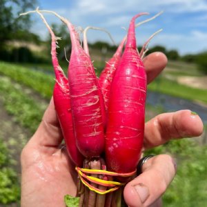 Shunkyo Semi-Long Radish Seed