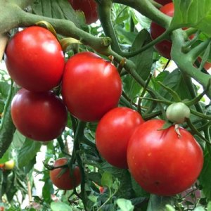 Siberian Tomato Seeds